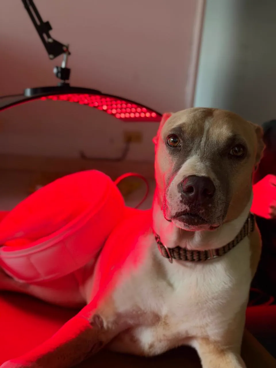 Terapia de infrarrojo para alivio del dolor veterinario