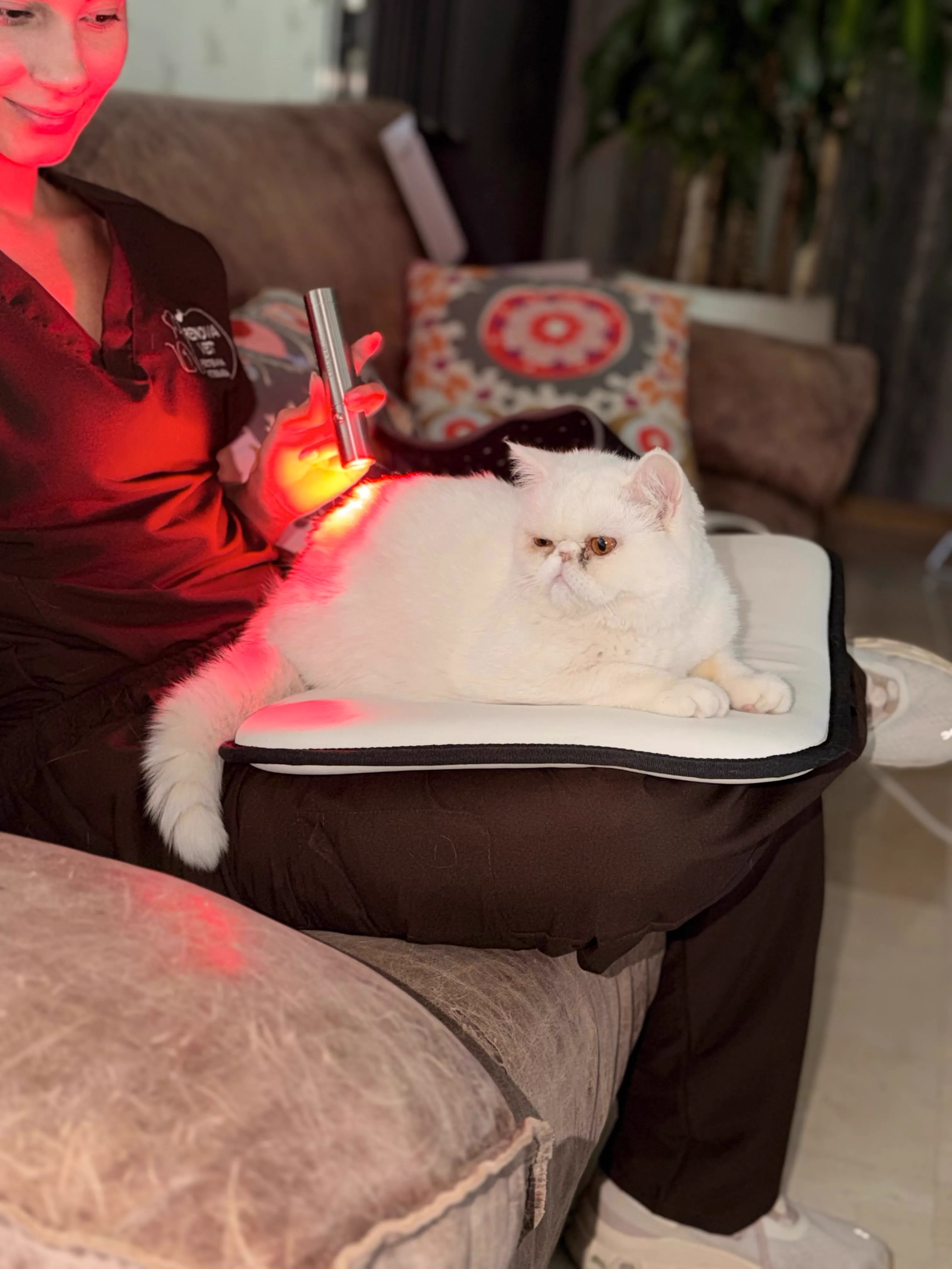 Láser terapéutico para rehabilitación veterinaria